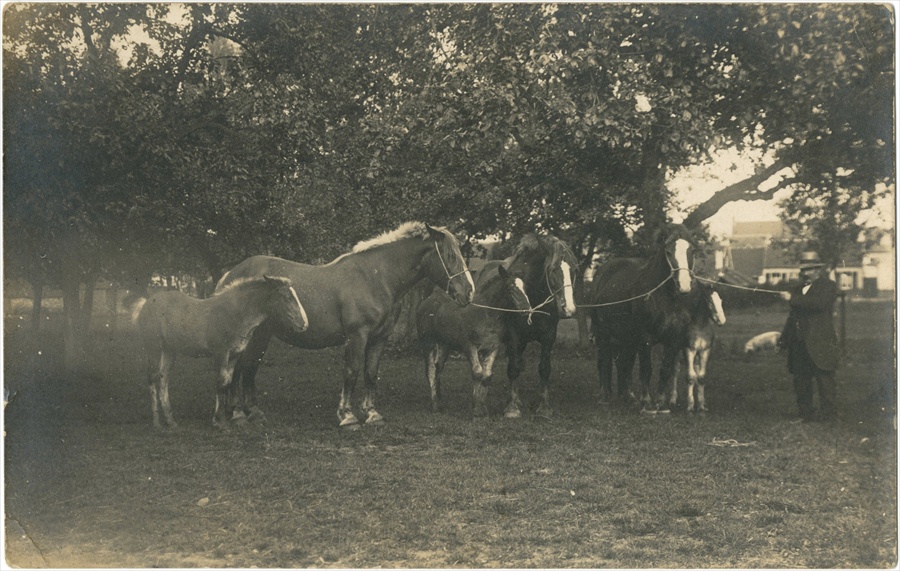 Vinantius Geirnaerdt met drie paarden met elk een veulentje