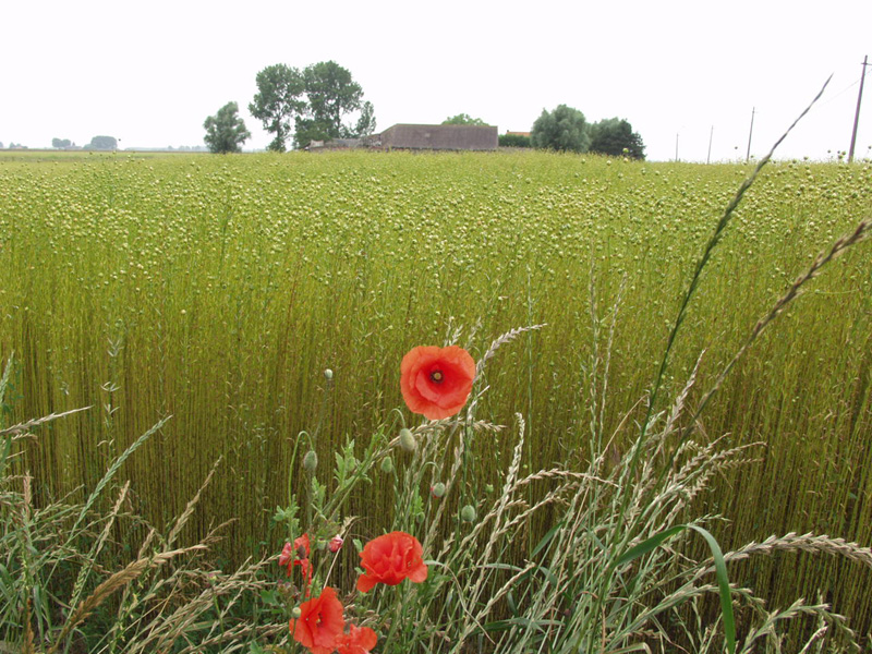 Poppies and a flax field.