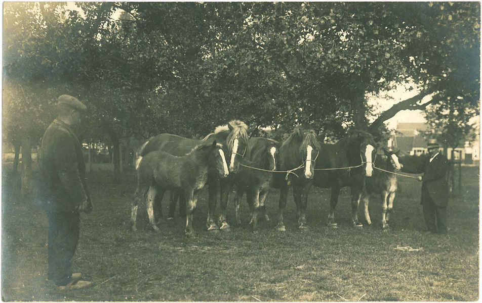 Drie paarden met drie veulentjes