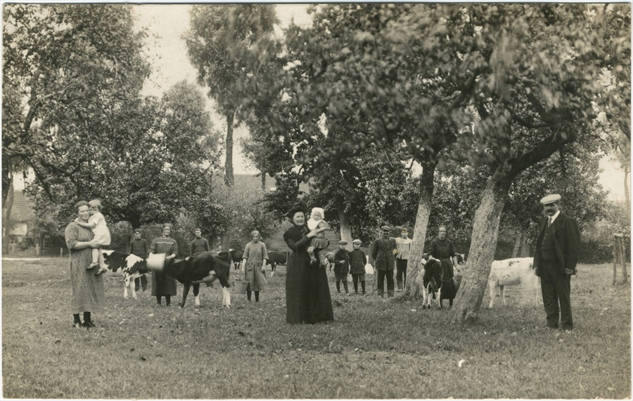 In de weide bij de kalveren