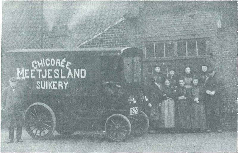 Chicorée Meetjesland Suikery